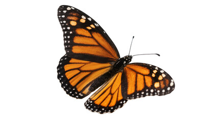 Monarch butterfly with orange and black wings © Jonas