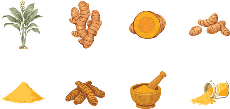 Turmeric Root and Spice Powder Vector Illustration Set with Botanical Curcuma Plant, Slices, Wooden Mortar, and Glass Jar for Culinary Designs