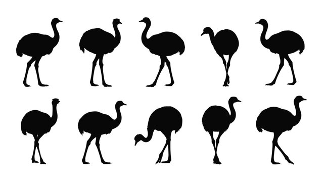 Black ostrich silhouettes walking in different poses