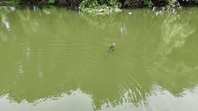A large Asian water monitor lizard swims gracefully through the calm, green murky water of a tropical river, showcasing its natural aquatic behavior and sleek scales in a lush wildlife habitat.