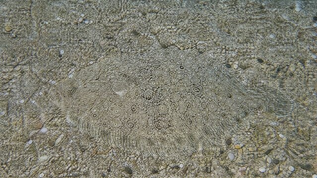 Flatfish camouflaged on sandy seabed in underwater light.