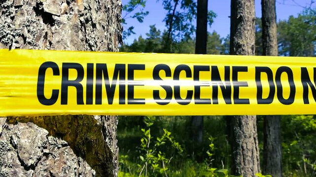 Yellow police tape with the text crime scene do not cross wrapped around a pine tree trunk in the middle of a sunny forest, restricting access to an investigation area outdoors