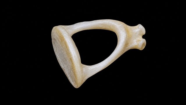 Magnified stapes model shaped like a stirrup, isolated on black with sharp focus.