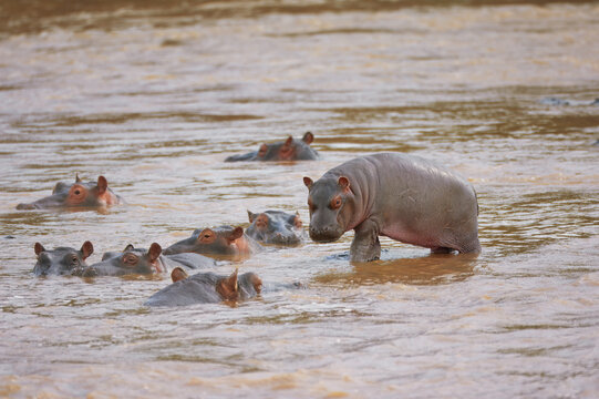 Young Hippopotamus (Hippopotamus amphibius ) in water, Masai Mara National park, Kenya, East Africa
