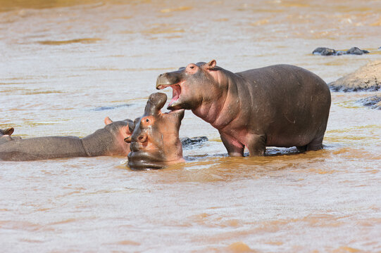 Young Hippopotamus (Hippopotamus amphibius) playing in the water, Masai Mara National park, Kenya, East Africa