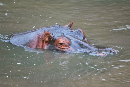 Head of a Hippopotamus (Hippopotamus amphibius) coming out of water, Masai Mara national park, Kenya, East Africa
