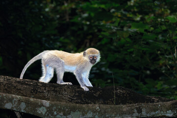 Young Vervet monkey (Chlorocebus pygerythrus), climbing on a tree, Masai Mara National park, Kenya, East Africa © Gabrielle