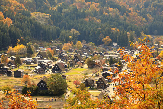 秋の紅葉 白川郷 合掌造り集落 ( 岐阜県 白川村 )