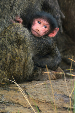 Young Savanna Baboon (Papio cynocephalus) in the fur with its mother, Masai Mara National park, Kenya, East Africa