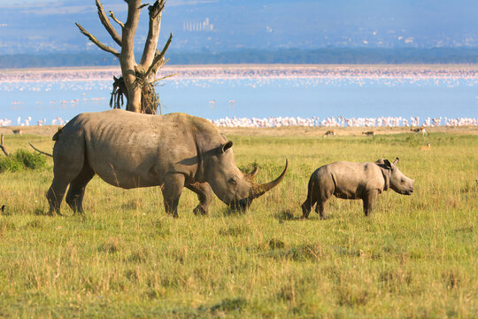 White Rhinoceros female (Ceratotherium simum) with its juvenile, Lake Nakuru National Park, Kenya, East Africa