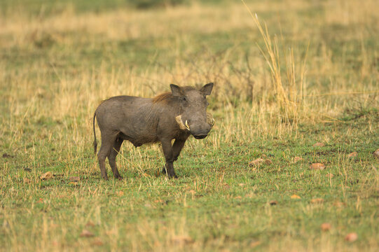 Savanna warthog (Phacochoerus africanus) , Lake Nakuru National Park, Kenya, East Africa