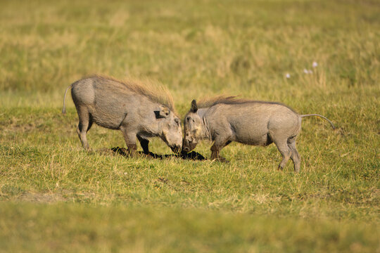 Savanna warthogs (Phacochoerus africanus) fighting, Lake Nakuru National Park, Kenya, East Africa