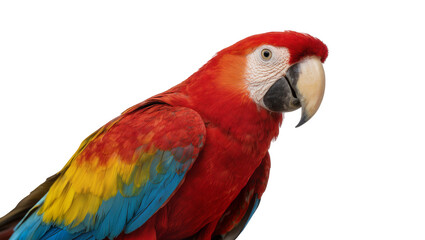 Scarlet macaw parrot with vibrant red yellow and blue feathers, isolated on transparent background © Luca