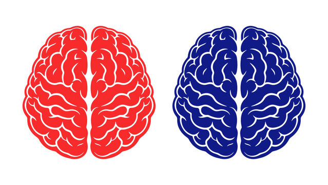 Illustration of two human brains, one red and one blue, representing left and right brain hemispheres