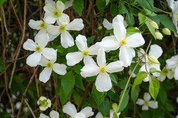 White flowers of Clematis bauhinia in spring. White flowers in spring. Bush with white flowers. © Alina Yermakova