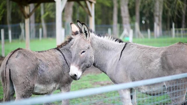 Two donkeys standing together in a farm animal enclosure