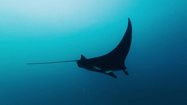 Melanistic Mobula Ray Swimming in Open Ocean