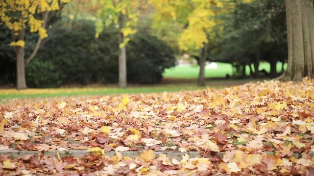 Fallen autumn leaves covering the ground in Parc Montsouris, Paris, France, while yellow leaves fall from trees