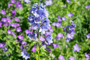 Obraz premium Horizontal close-up of a bright blue Veronica bloom with yellow stamens, surrounded by soft-focus purple flowers and green foliage. Ideal for natural landscape design and wildflower meadow art.