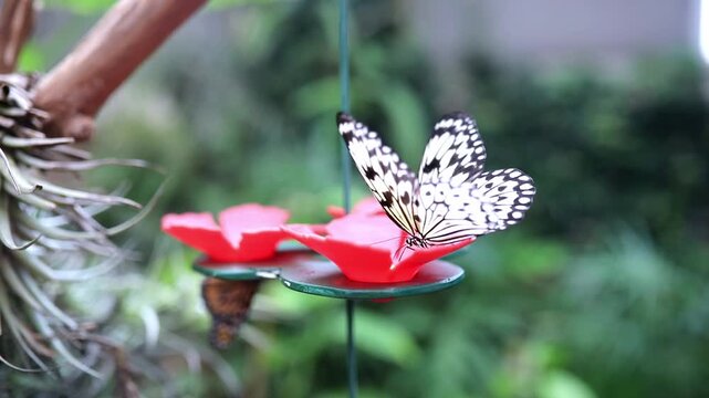 Paper kite butterfly resting on glossy green leaves in a butterfly park in Icod de los Vinos, Tenerife, Canary Islands, Spain