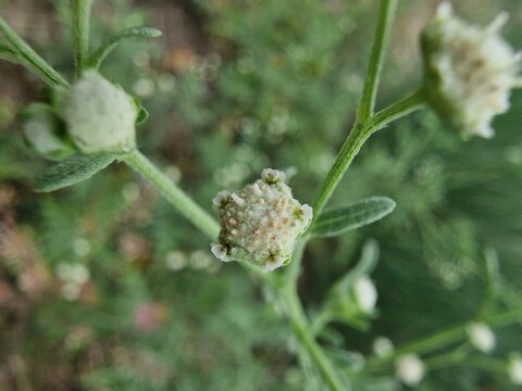 Parthenium hysterophorus, Santa Maria feverfew or congress grass closeup