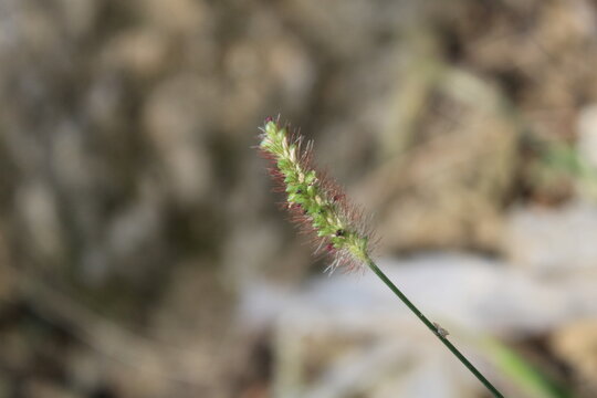 yellow foxtail (Setaria pumila) hilly grass 
