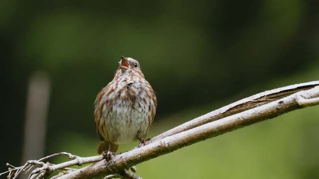 A detailed close-up of a Song Sparrow does a flashy dance and sings from a branch.