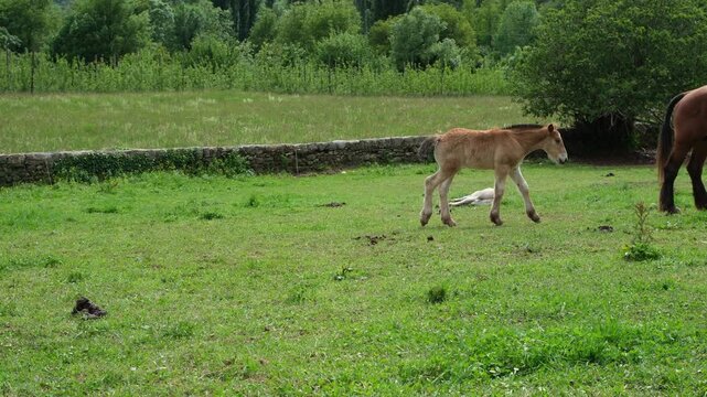 Little foals with their mom horse on a green farm in a natural environment. Free-range livestock.
