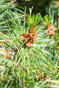 Vertical of a pine branch featuring clustered orange-brown male pollen cones (microstrobili) surrounded by long green needles