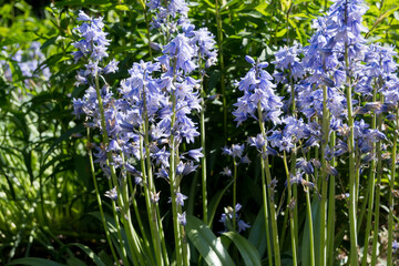 Obraz premium Close-up of a group of Spanish bluebells on tall green stems. Perfect for spring garden designs, blue floral backgrounds, and seasonal nature wallpapers.