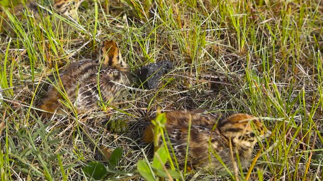 Several small grey partridge chicks, Perdix perdix, resting and camouflaged in the green grass of a field during a sunny spring day, blending perfectly with their natural surroundings