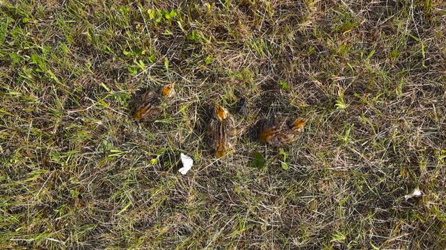 Adorable newborn grey partridge chicks with camouflage plumage huddling together in a green meadow. Excellent wildlife concept of vulnerability and survival in their natural habitat