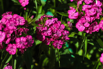 Obraz premium Bright pink flowers fill the garden. They are in full bloom, surrounded by green leaves. Bees and butterflies fly around, enjoying the warm weather in springtime.