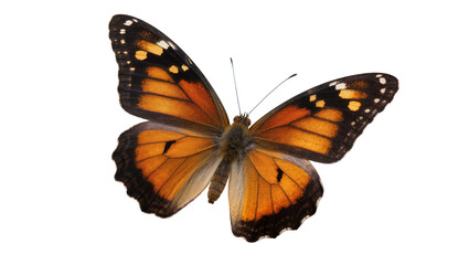 Orange and black butterfly with detailed wing patterns, isolated on transparent background © Constantin