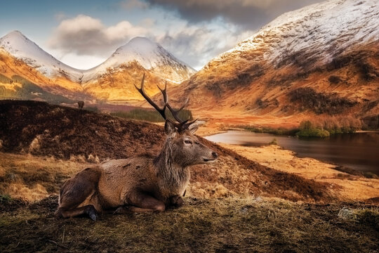 View of a red deer stag resting on a hillside with snow-capped mountains and a loch in the background at Glen Etive Ballachulish, Scotland, United Kingdom.