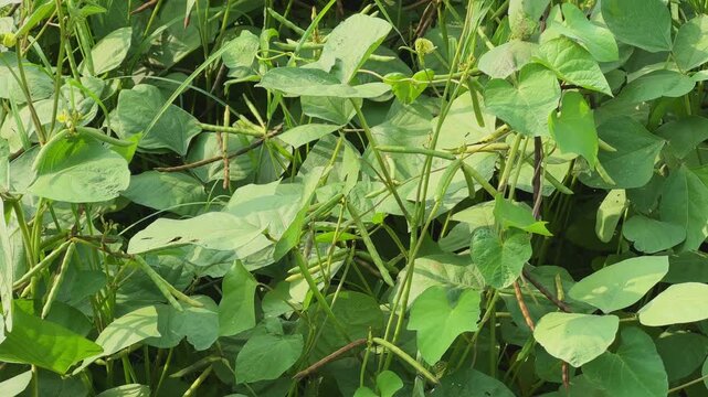 Close up shot of healthy moong bean plants featuring green leaves slender stems and developing seed pods Dense foliage highlights active crop growth during the cultivation season