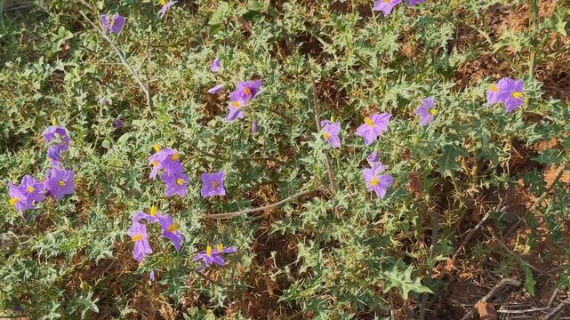Static wide shot of a flowering Solanum virginianum patch covered with numerous purple blossoms among thorny foliage The wild medicinal plant thrives in a natural dry habitat under sunlight