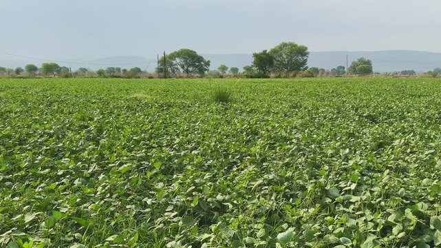 Wide shot of a lush moong bean field stretching across the agricultural landscape Dense green foliage covers the farmland with distant trees and hills visible under a bright daytime sky