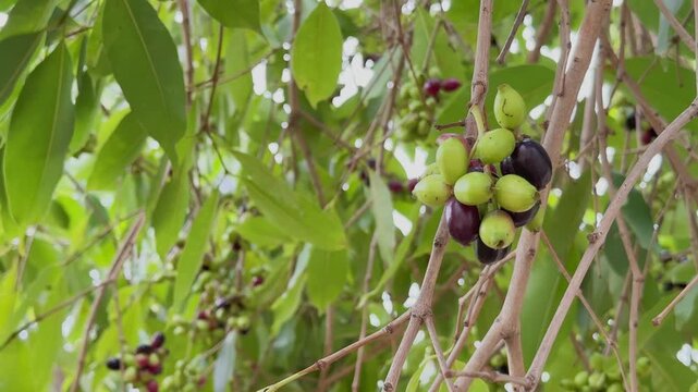 Close up view of Jamun fruit clusters hanging from slender branches Fruits in different stages of ripening from green to deep purple are surrounded by lush foliage in a tropical canopy