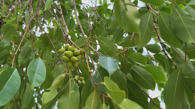 Close up view of a dense cluster of unripe green Jamun fruits hanging from slender branches Surrounded by glossy leaves the developing berries highlight an early stage of seasonal fruit growth