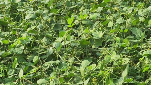 Tilt down shot across dense moong bean plants showcasing numerous seed pods at different growth stages Most pods remain green while a few have started ripening highlighting crop maturity progression