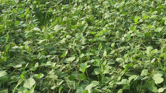 Tracking shot across a healthy moong crop field showcasing dense green plants and developing pods Sunlit agricultural landscape highlights seasonal growth and rural farming activity