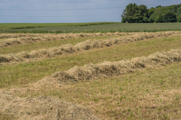 Rows of dry hay drying on a summer field © LeonHansenPhoto