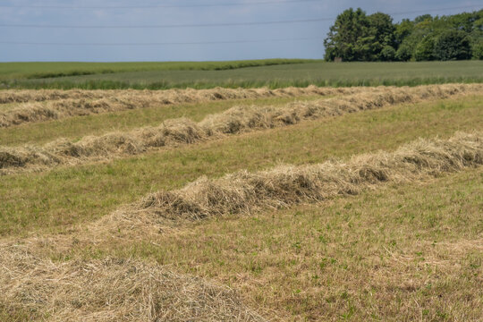 Rows of dry hay drying on a summer field