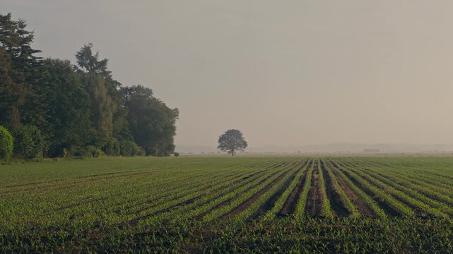 Typical Dutch farmland with young maize plants growing in straight, parallel green rows. A wide agricultural landscape set against a moody grey overcast sky in a calm rural scene.