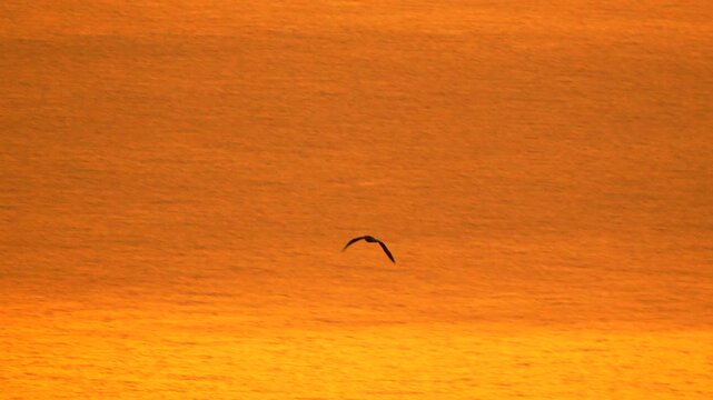 Bird flying sunset. Silhouette of a seabird soaring slowly over the beautiful golden ocean water during a peaceful orange sunset.