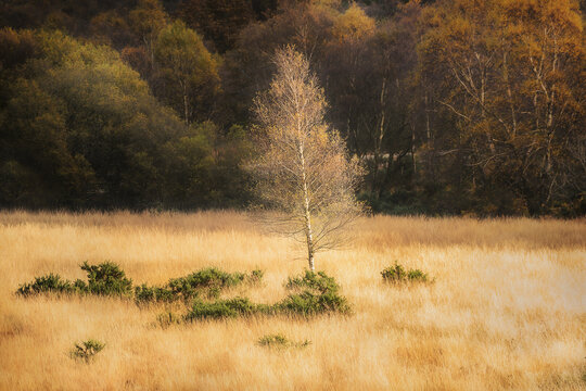 View of a solitary birch tree with golden autumn foliage standing in a field of tall dry grass with a dense forest in the background in Glendalough, County Wicklow, Ireland.