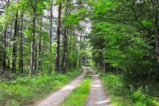 Picturesque landscape road in forest in sunny day. Beautiful scene with rays of sunlight in summer forest, Belovezhskaya Pushcha Nature Reserve. Woodland in national park Bialowieza Forest, Europe