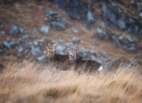 View of two deer standing in tall dry grass on a rocky hillside along the Wicklow Way in County Wicklow, Ireland.
