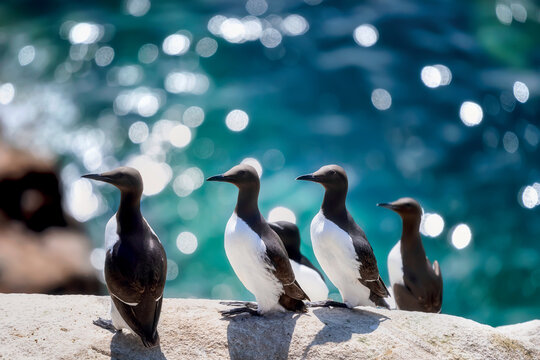 View of common guillemots standing on a rocky ledge with the turquoise sea in the background at Saltee Islands, Ireland.
